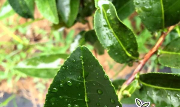 台湾茶品种:台茶13号 翠玉