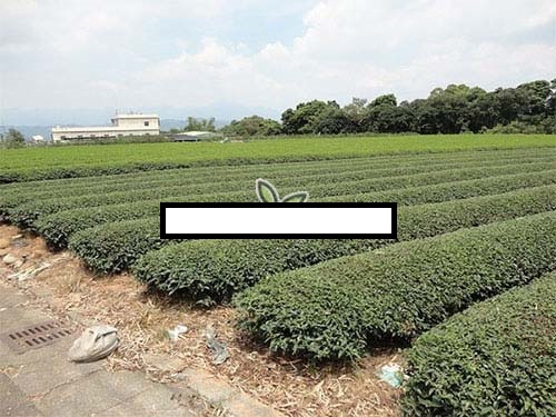 台湾乌龙茶(十一)松柏长青茶